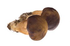 Isolated Mushroom Royalty Free Stock Image