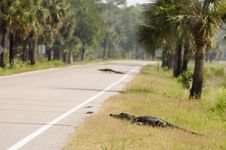 Two Alligators Crossing A Highway Royalty Free Stock Photography Two Alligators Crossing A Highway Royalty Free Stock Photography