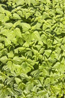 Nettle Royalty Free Stock Image Nettle Royalty Free Stock Image