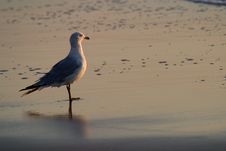 Seagull On Beach Stock Image