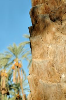 Trunk Of Palm Tree Closeup Stock Image