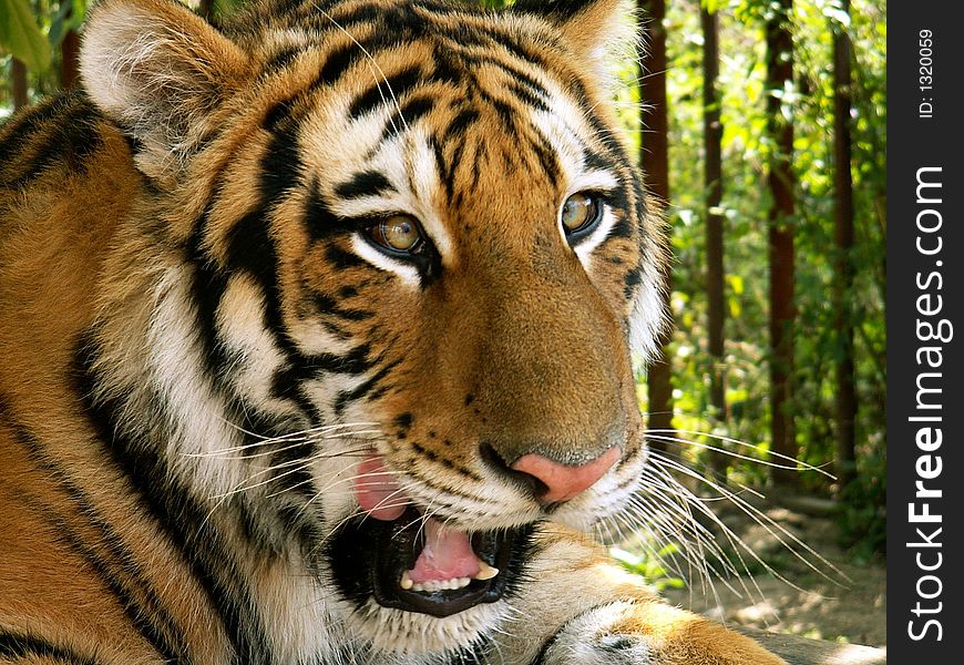 Wild nice tiger in nature