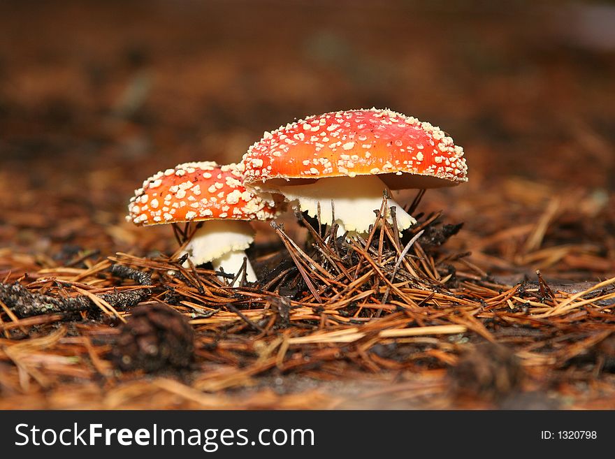 Fly agaric in an autumn pine wood. Fly agaric in an autumn pine wood