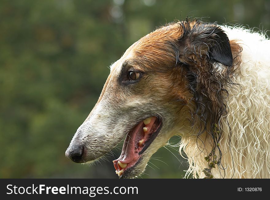 Russian wolfhound over dark green background, cloudy. Russian wolfhound over dark green background, cloudy