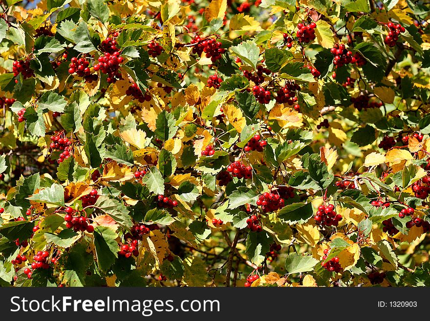 Leaves and berries of an elder in the early autumn. Leaves and berries of an elder in the early autumn