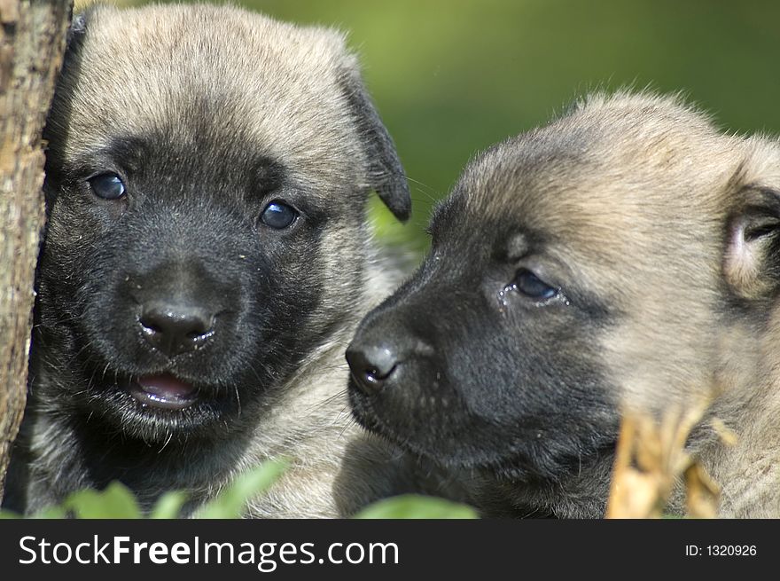 Two puppy playing close-up