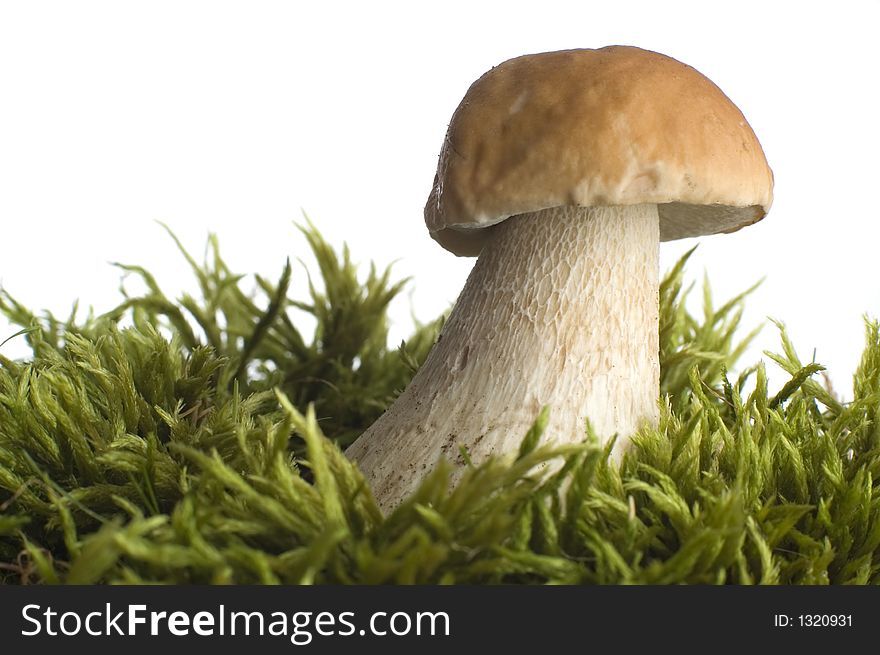 Mushroom close-up on white background