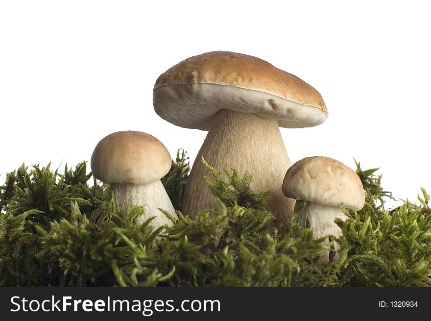 Mushroom close-up on white background. Mushroom close-up on white background