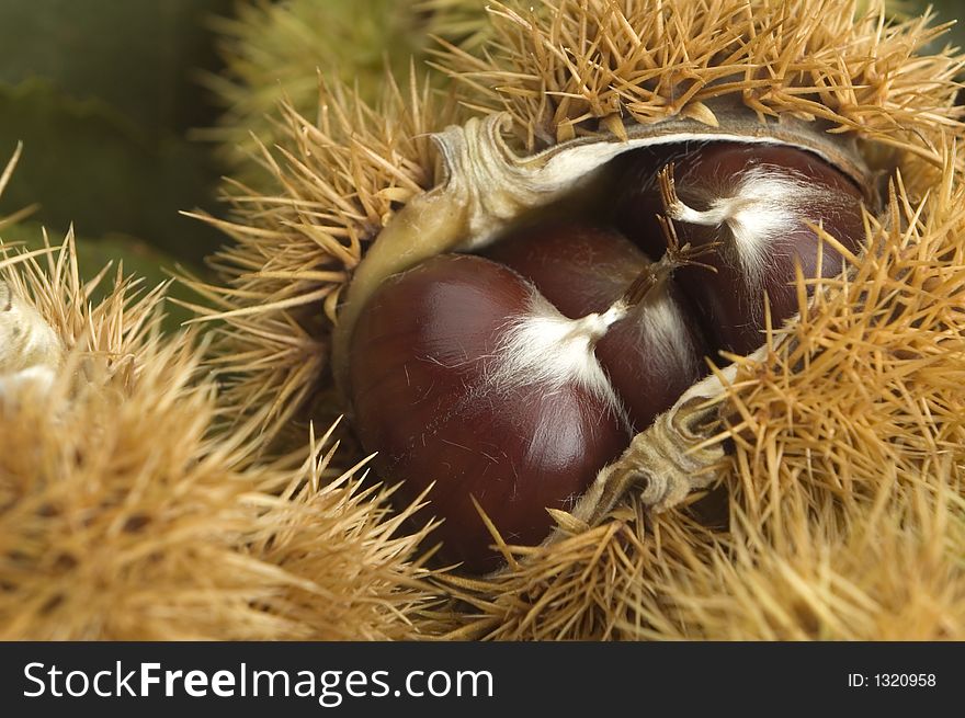 Chestnuts with spikes close up