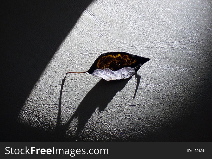 A lonely leaf on figured background in shadows