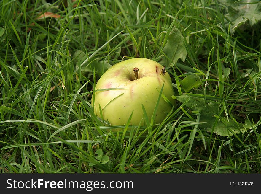 Aunumn when the apples fall from the trees and this one has landed without being damaged. Aunumn when the apples fall from the trees and this one has landed without being damaged.