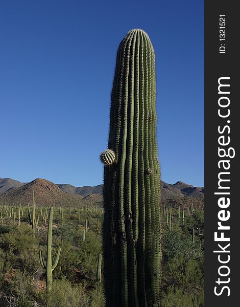 Cactus at Signal Hill - Saguaro National Park. Cactus at Signal Hill - Saguaro National Park