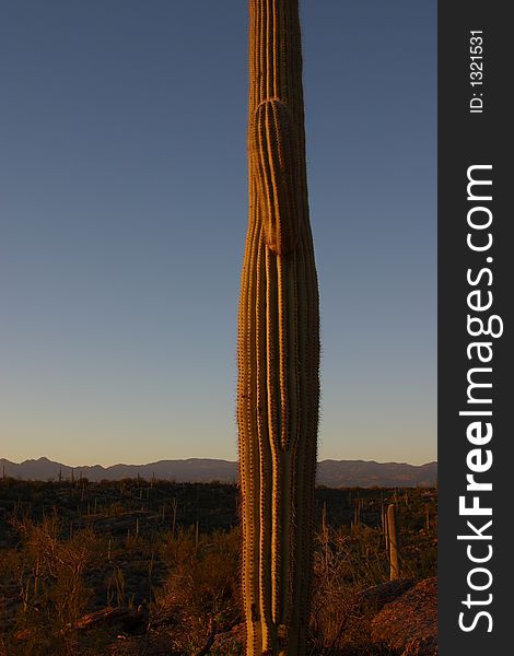 Cactus at Saguaro National Park during sunset. Cactus at Saguaro National Park during sunset