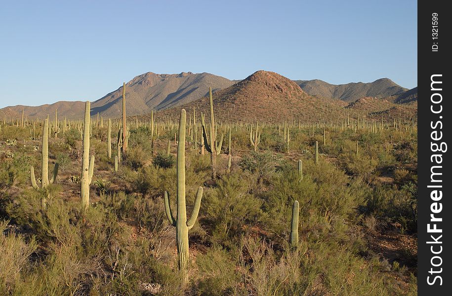 Cactus at Saguaro National Park at sunrise. Cactus at Saguaro National Park at sunrise