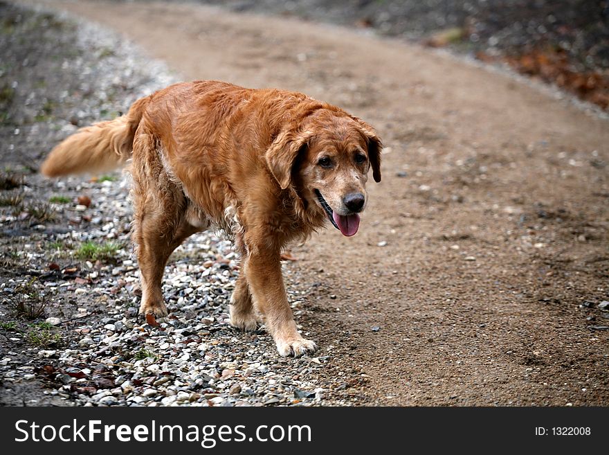 Dog in the nature (golden retriever) on a path. Dog in the nature (golden retriever) on a path