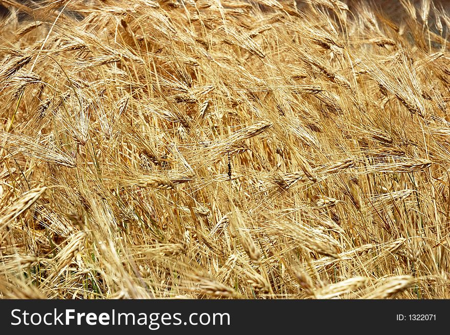 Magnificent view of a barley field, Ladakh, India.