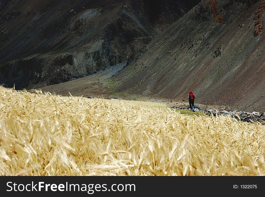 Trekker In A Barley Field
