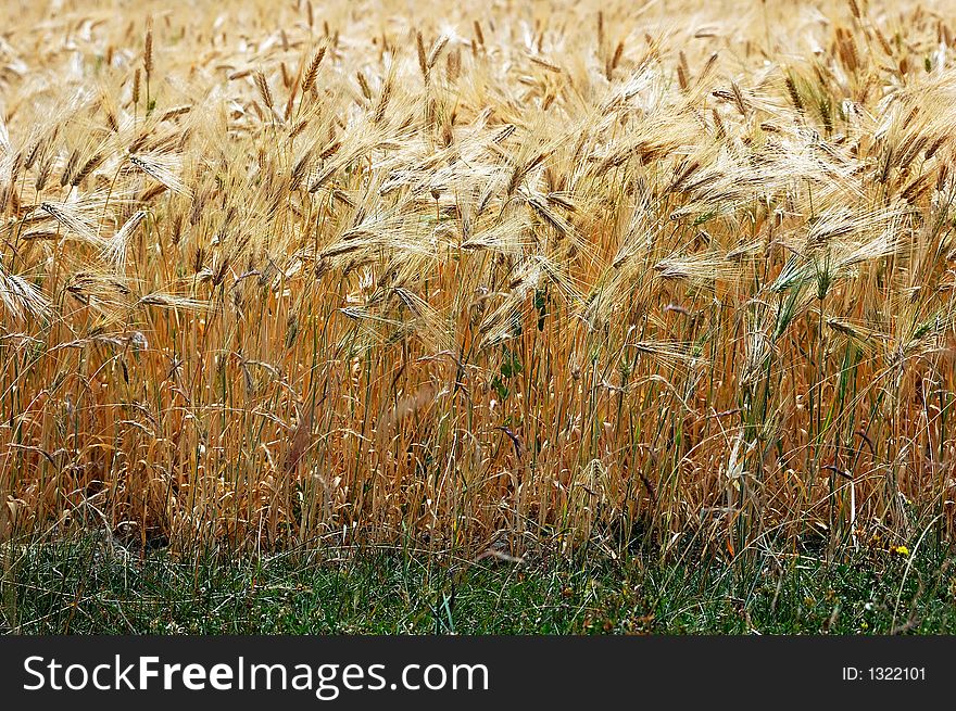 Magnificent view of a barley field, Ladakh, India.