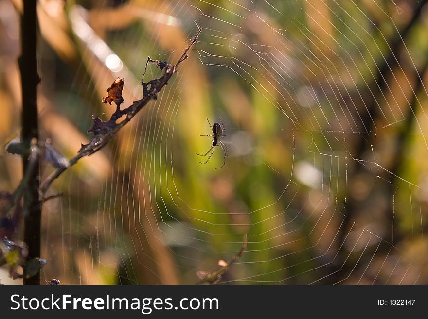A spider spins a web