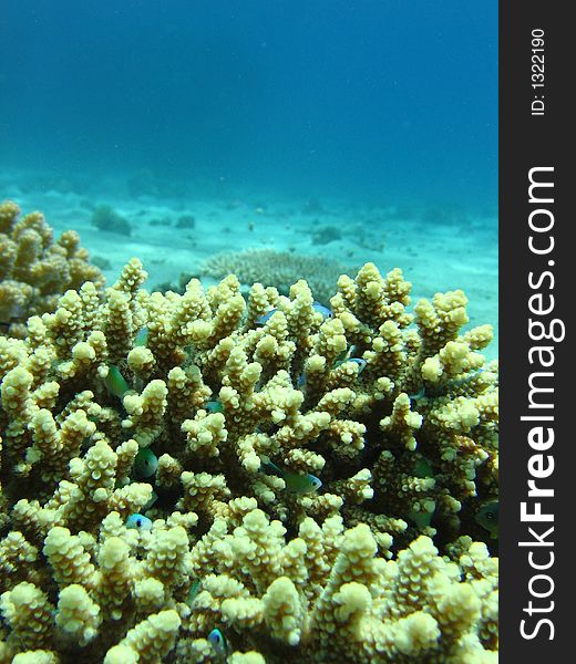 Fish find its safety in a coral,the beauty of the picture is when it's large,zoomed in.enjoy.pictured by velund eilat. Fish find its safety in a coral,the beauty of the picture is when it's large,zoomed in.enjoy.pictured by velund eilat