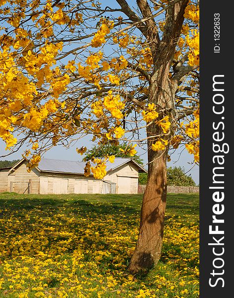 Yellow Blossoms With Farm Shed In Backgrouond