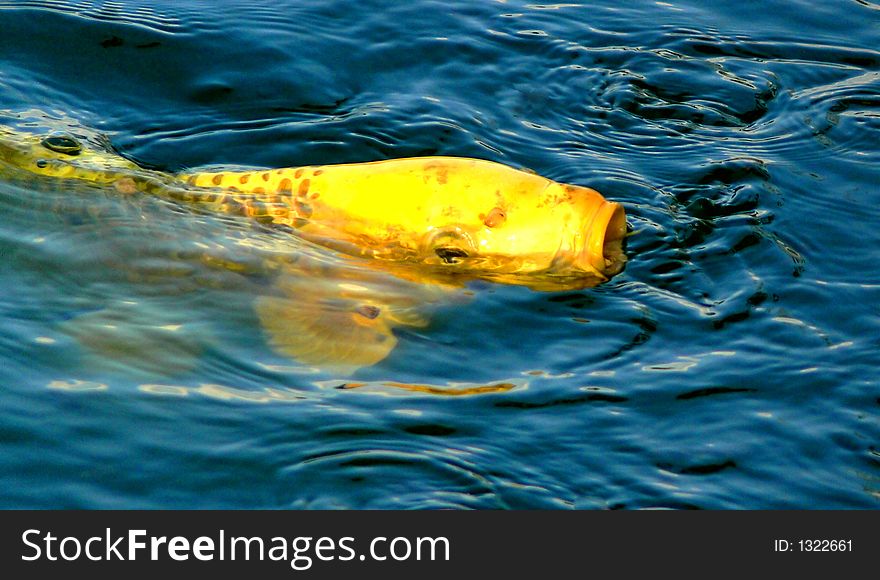 Giant golden koy fish eating in a pond. Giant golden koy fish eating in a pond