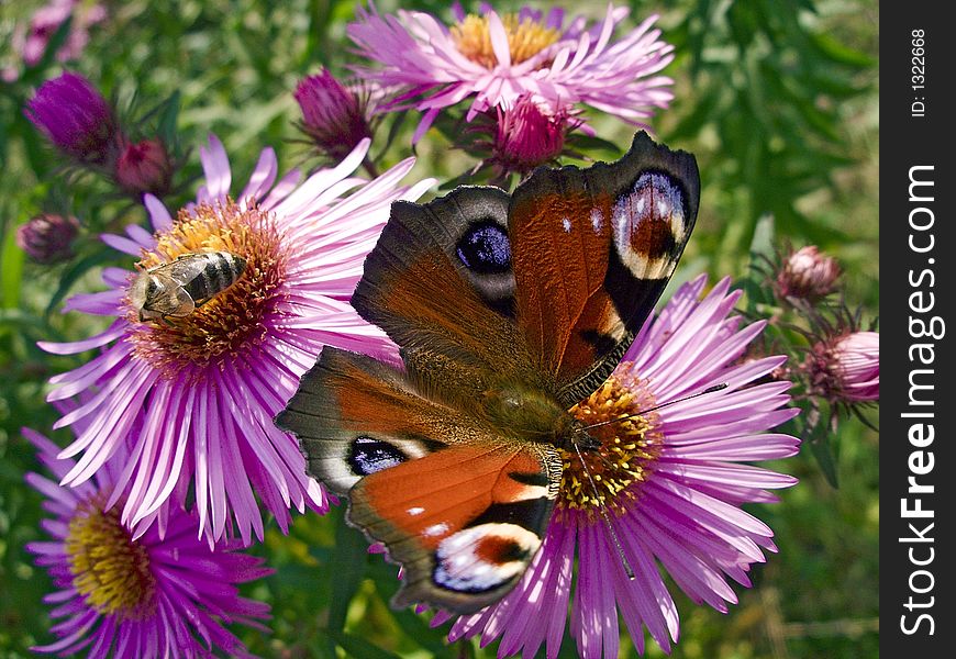 Macro picture of pink flowers ocupied by butterflyes and bees. Macro picture of pink flowers ocupied by butterflyes and bees