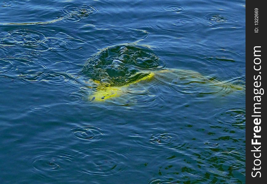 Giant golden koy fish in a pond. Giant golden koy fish in a pond