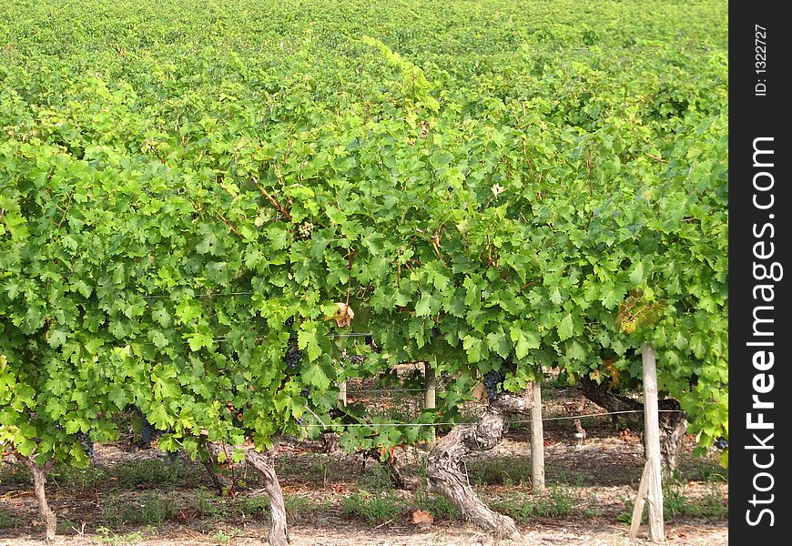 Green grape vines in a field