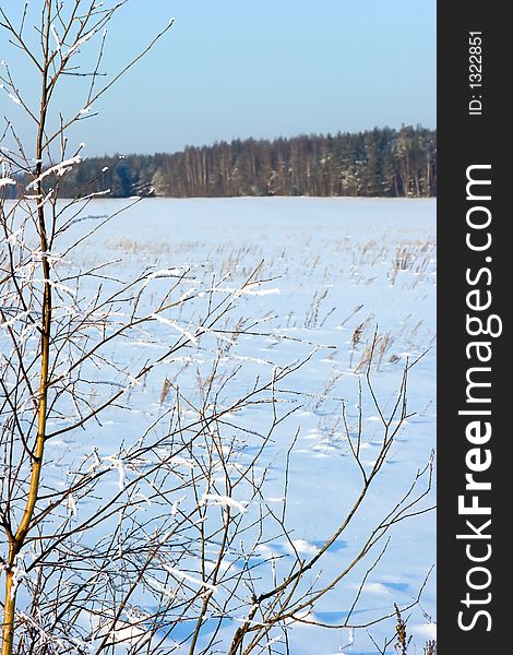 The frosten birch. Winter landscape