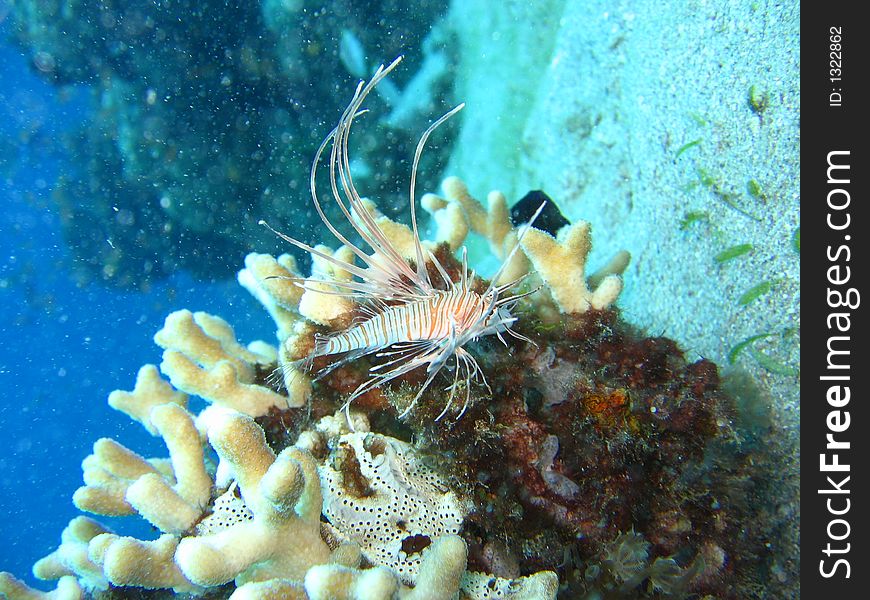 Lion Fish