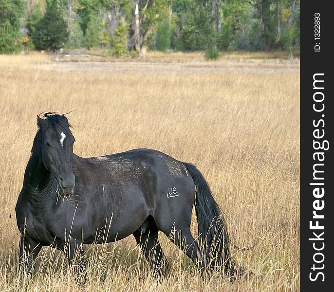 Horse in grassland field in Wyoming, USA. Horse in grassland field in Wyoming, USA