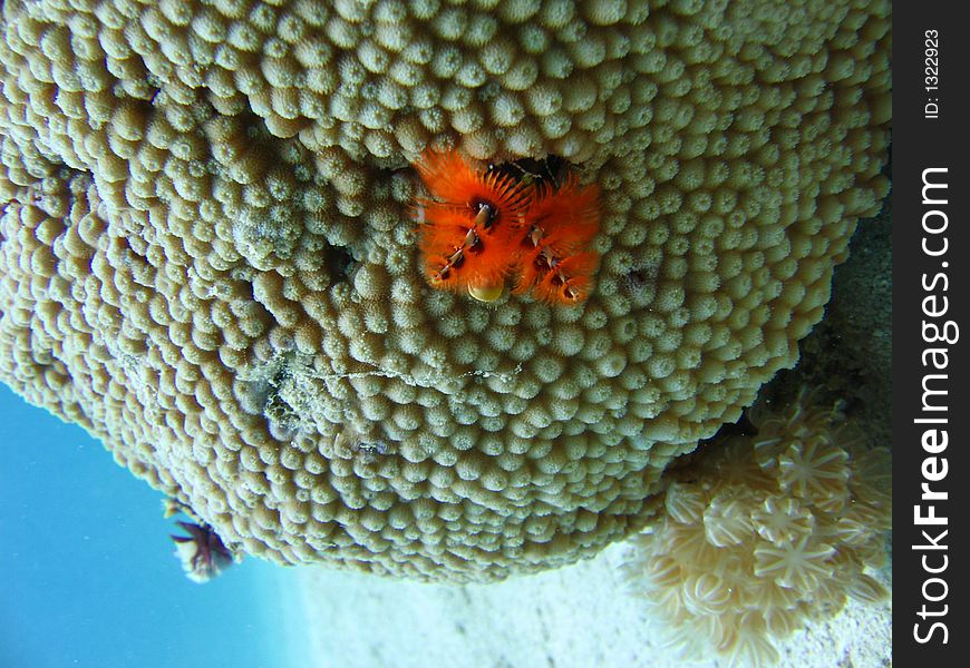 Christmas tree worm-like a little flower growing on the hard coral