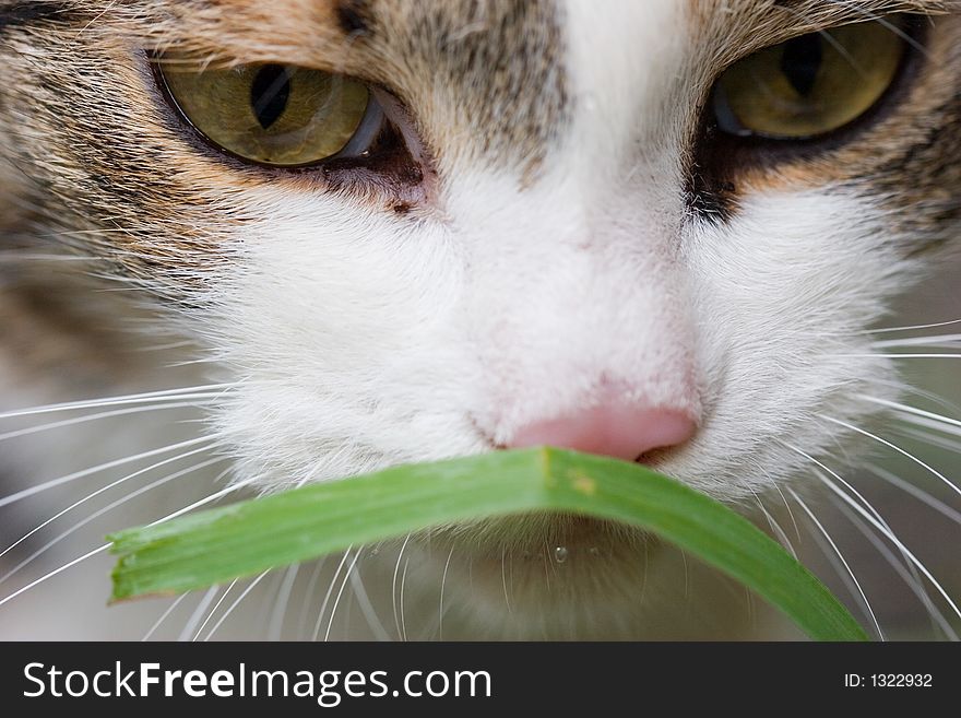 Cat tasting grass close up portret