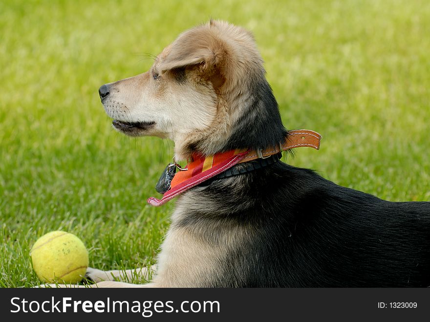 Picture of dog lying on the grass with tennis ball. Picture of dog lying on the grass with tennis ball.