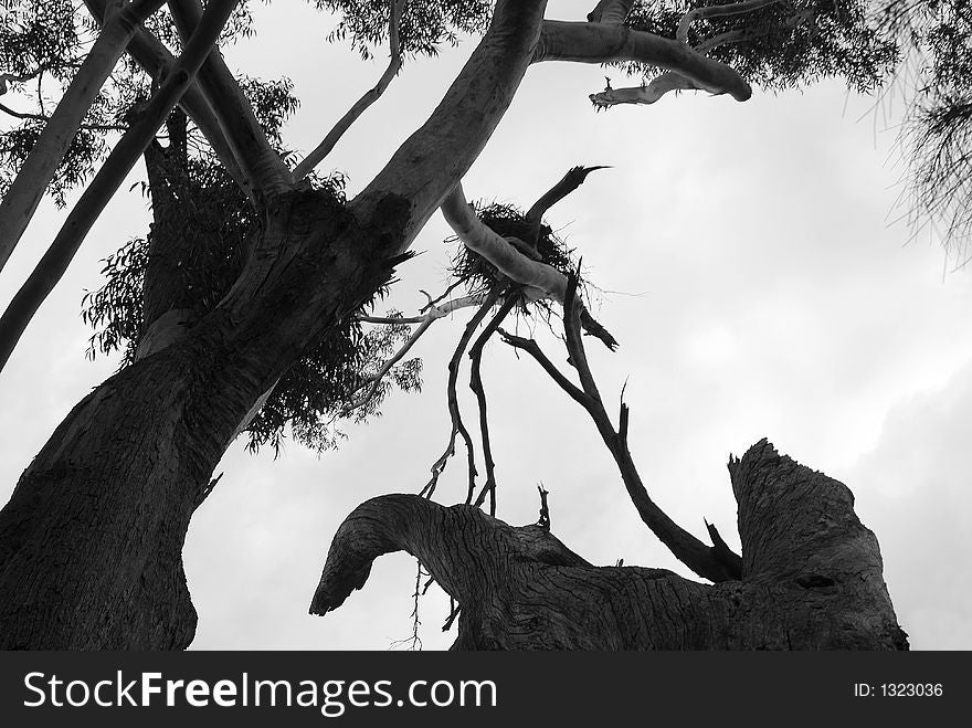 Eagles nest in a dead tree