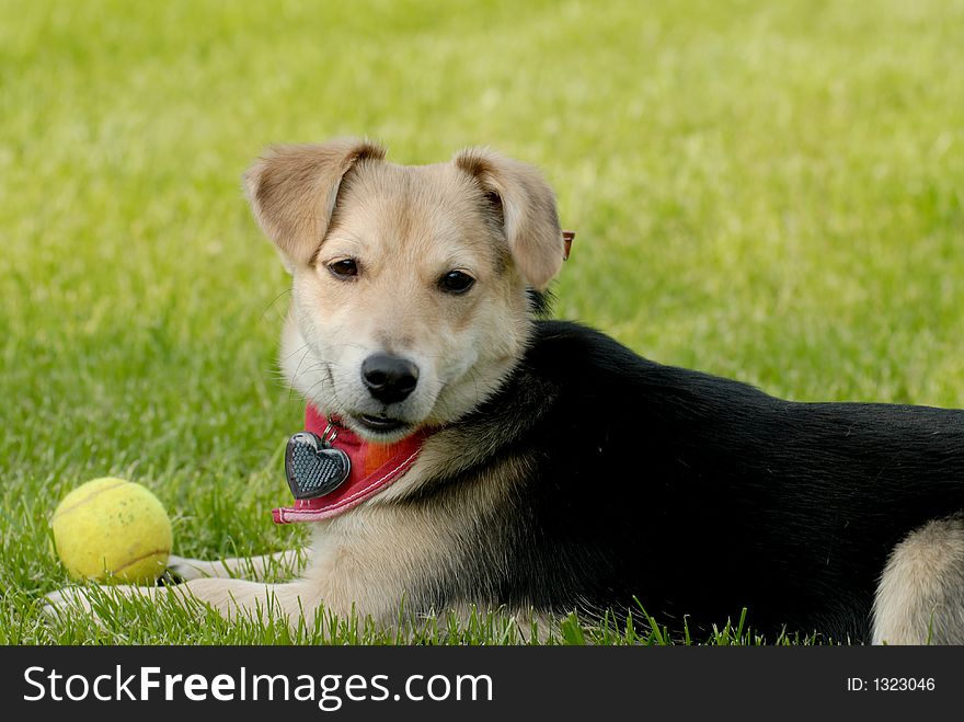 Picture of dog lying on the grass with tennis ball. Picture of dog lying on the grass with tennis ball.