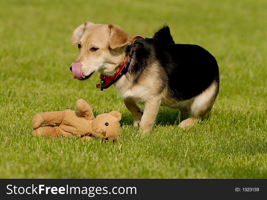 Picture of dog playing with teddy bear on the grass. Picture of dog playing with teddy bear on the grass.