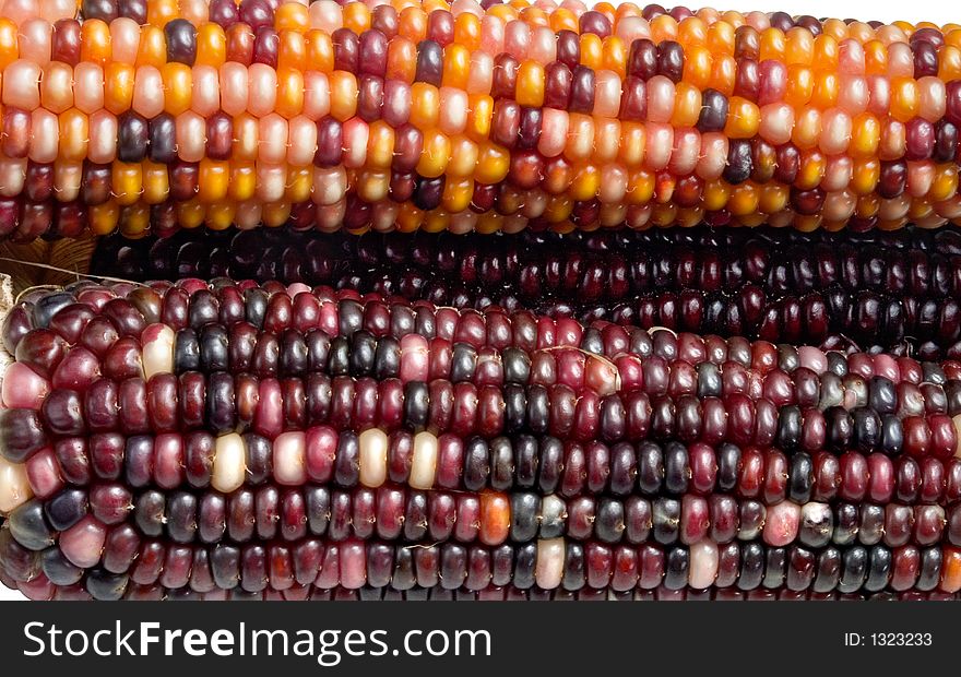Indian Corn3