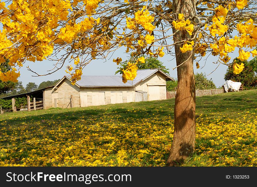Yellow Spring blossoms falling from a tree with a farm shed behind. Yellow Spring blossoms falling from a tree with a farm shed behind