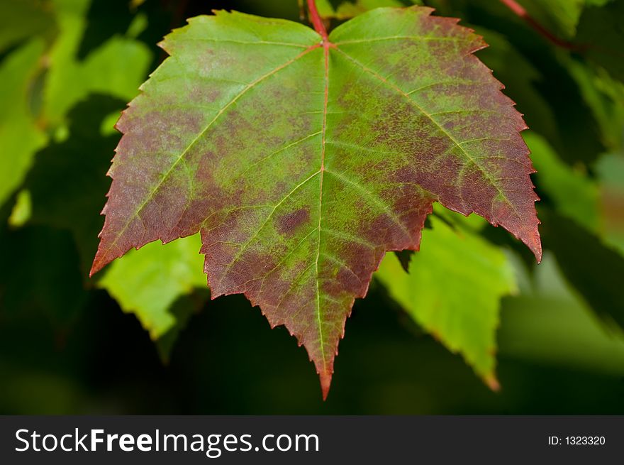 Maple leaf, just starting to change into its fall colors. Maple leaf, just starting to change into its fall colors.