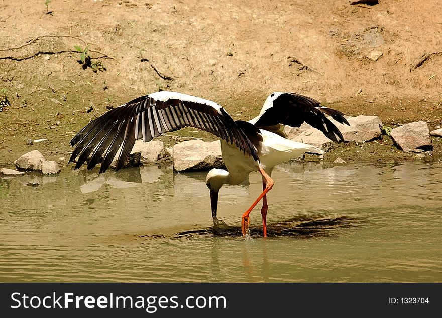 Heron water white wild wildlife