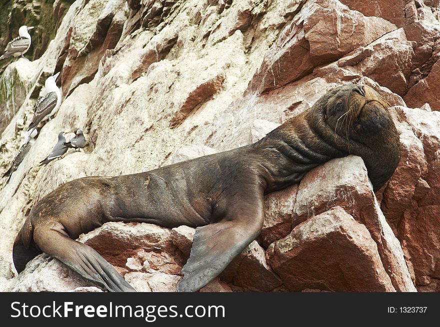 Big sea lion overlies on stone