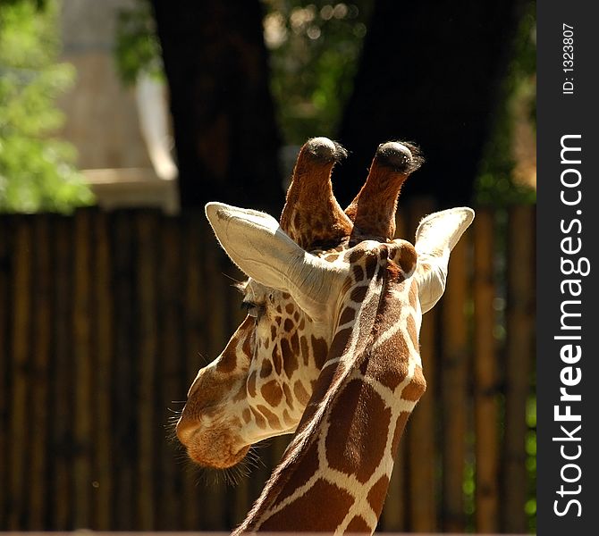 Animal giraffe wildlife savannah africa