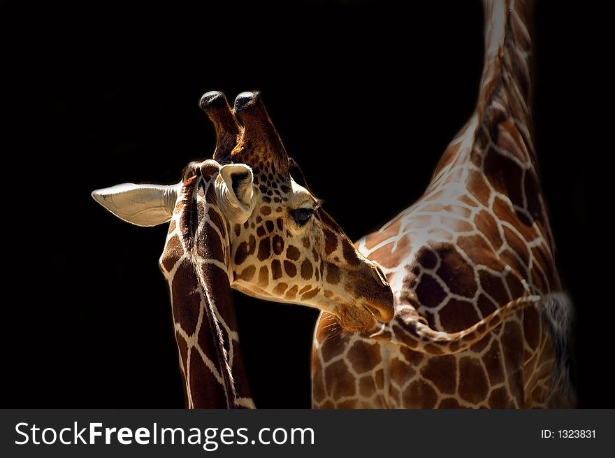 Animal giraffe wildlife savannah africa