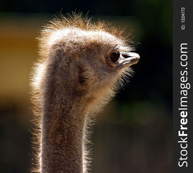 Ostrich exotic bird animal speed