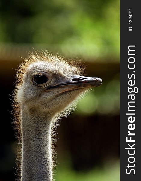 Ostrich exotic bird animal speed