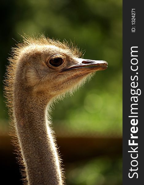 Ostrich exotic bird animal speed