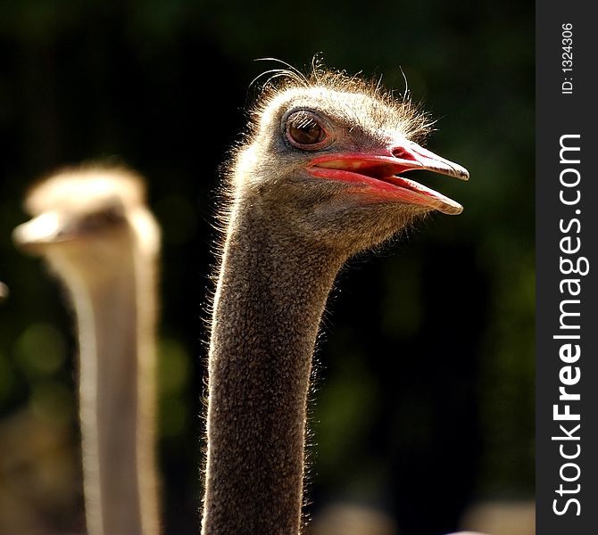 Ostrich exotic bird animal speed