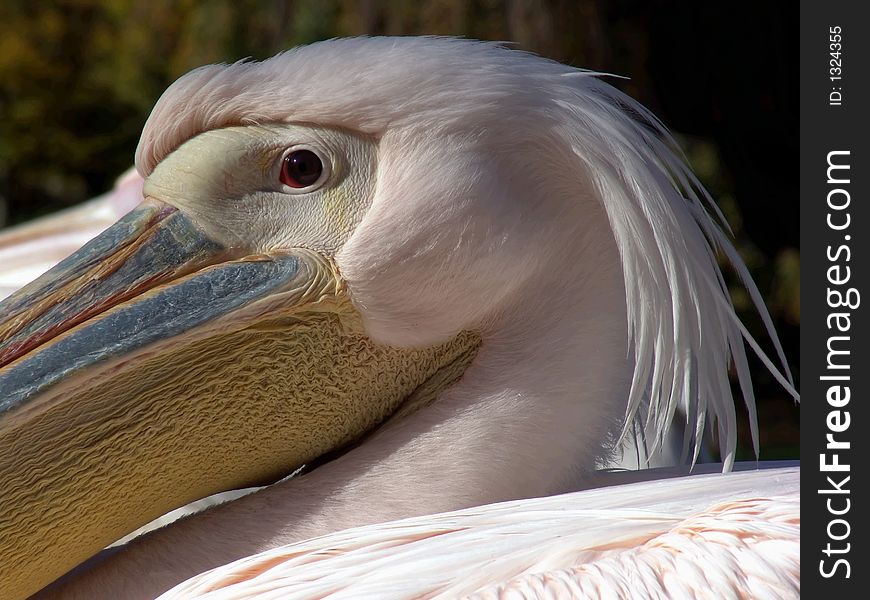 Portrait of a pelican in a botanical garden